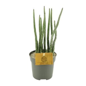 Senecio Stapeliaeformis - Ø10,5cm - ↕15cm