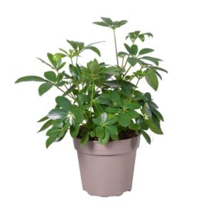 Schefflera Arboricola - Ø15cm - ↕45cm