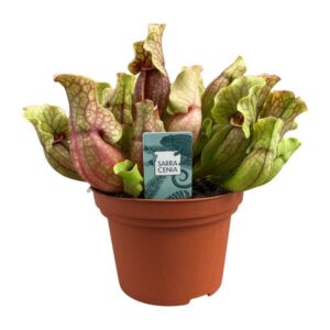 Sarracenia Purpurea - Ø12cm - ↕20cm