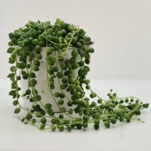 Senecio Rowleyanus - Ø11cm - ↕20cm