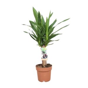 Yucca Elephantipes - Ø17cm - ↕60cm