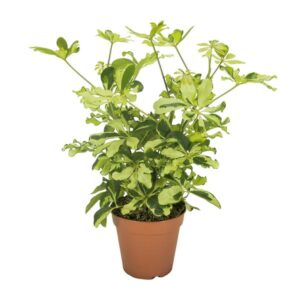 Schefflera Charlotte - Ø13cm - ↕35cm