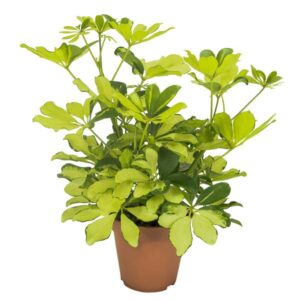 Schefflera Melanie - Ø13cm - ↕35cm