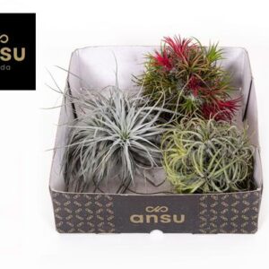 Tillandsia Trio - Ø10cm - ↕5cm