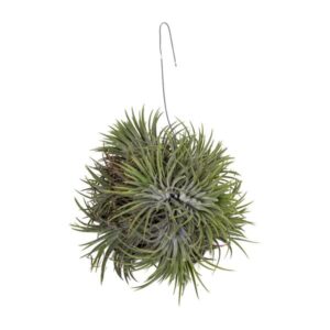 Tillandsia Ionantha Abdita - Ø15cm - ↕20cm