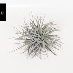 Tillandsia Super Silver XL - Ø20cm - ↕15cm