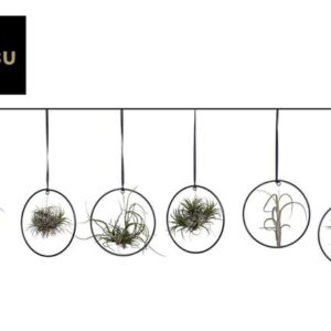 Tillandsia In Ring - Ø20cm - ↕overigecm