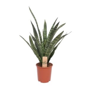 Sansevieria Diamond Green - Ø19cm - ↕60cm