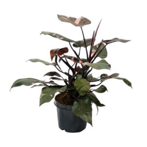Philodendron Pink Princess - Ø21cm - ↕65cm