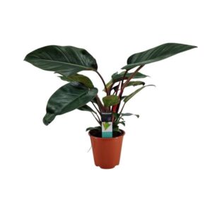 Philodendron Congo Rojo - Ø19cm - ↕65cm
