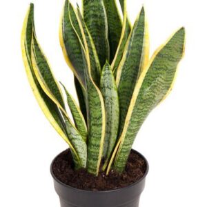 Sansevieria Laurentii - Ø17cm - ↕55cm