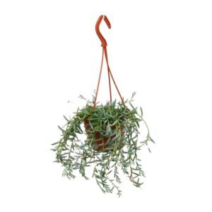Senecio Hallianus - Ø12cm - ↕25cm