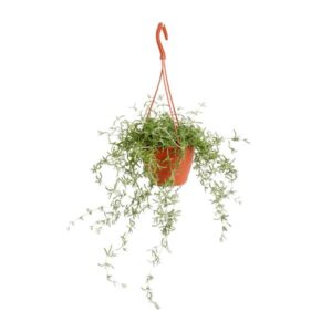 Senecio Twinkle Littele Star - Ø12cm - ↕15cm
