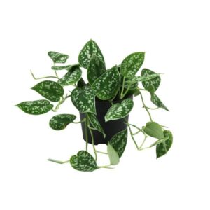 Scindapsus (Epipremnum) Pictus Argyraeus - Ø12cm - ↕15cm
