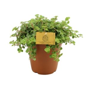 Sedum Tornado - Ø15cm - ↕25cm