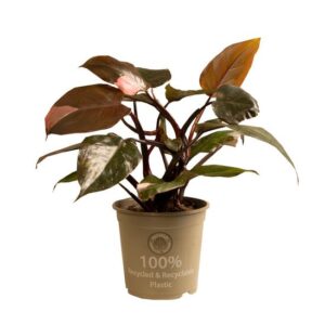 Philodendron Pink Princess - Ø15cm - ↕35cm