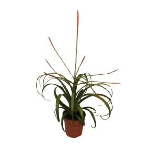 Tillandsia Flabelatta - Ø12cm - ↕40cm