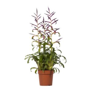 Tillandsia Mora - Ø12cm - ↕55cm