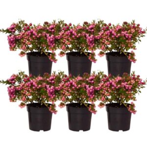 6x Pernettya mucronata | parelbes roze | pot 12 cm Ø | hoogte 20 cm ↨