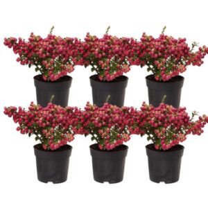 6x Pernettya mucronata | parelbes rood | pot 12 cm Ø | hoogte 20 cm ↨