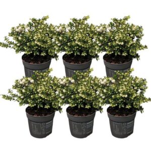 6x Pernettya mucronata | parelbes wit | pot 12 cm Ø | hoogte 20 cm ↨