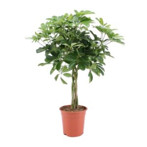 Schefflera Arboricola Nora - Ø19cm - ↕75cm