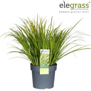 Acorus Gramineus Ogon - Ø19cm - ↕45cm