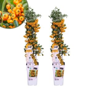 2 x Pyracantha coccinea Sunny Star | 12 cm Ø | 60 cm ↕