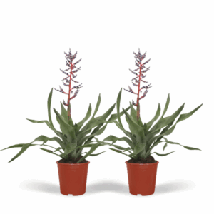 2x Aechmea Blue Rain - Kokerbromelia - 45cm - ø12