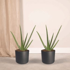 2x Aloe vera - Succulent - 40cm - ø12