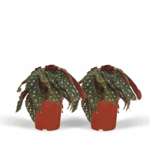 2x Begonia Maculata - Blad Begonia - 20cm - ø12