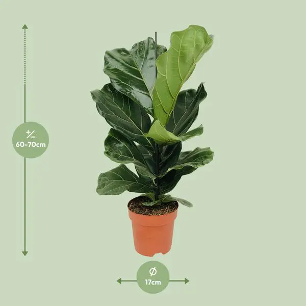 Ficus Lyrata - Ø17cm - ↕75cm - Afbeelding 2