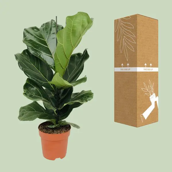 Ficus Lyrata - Ø17cm - ↕75cm - Afbeelding 3