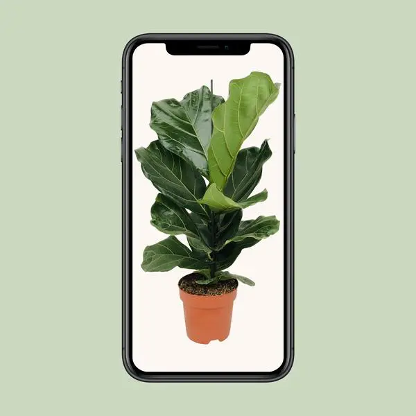 Ficus Lyrata - Ø17cm - ↕75cm - Afbeelding 4