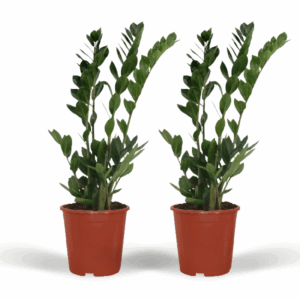 2x Zamioculcas Zamiifolia - Emerald palm - 70cm - ø17