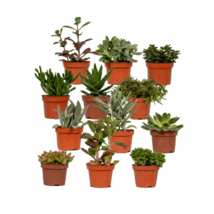 Succulenten Mix - 12 stuks - Ø10,5cm - ↕12 cm
