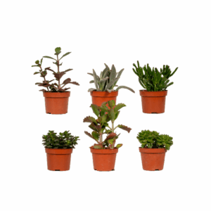 Succulenten Mix - 6 stuks - Ø10,5cm - ↕12 cm
