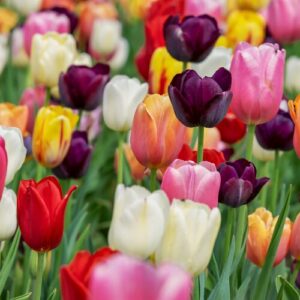 Tulpenbollen Mix – 20 Stuks | KH Bloembollen® | Kleurrijke Tulpenmix – Perfect voor Tuin of Pot – Maat 11/12 – Vers van de Teler