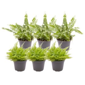 6x Nephrolepis Mix