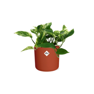 Scindapsus (Epipremnum) Marble Queen in ELHO b.for soft rond 14cm brique
