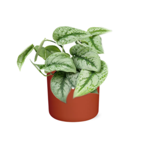 Scindapsus Pictus ‘Trebie’ in ELHO b.for soft rond 14cm brique