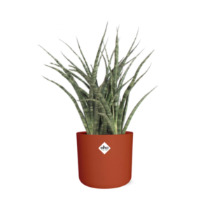 Sansevieria Fernwood Punk in ELHO b.for soft rond 14cm brique