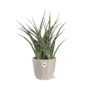 Sansevieria Fernwood Punk in ELHO b.for rock 14 cm warm grey