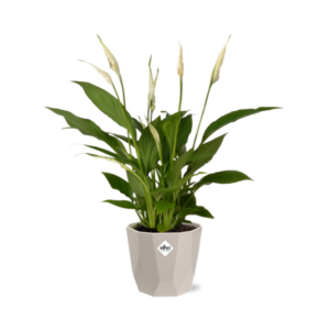 Spathiphyllum 12 Cm Torelli in ELHO b.for rock 14 cm warm grey