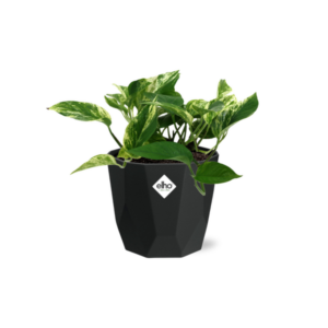 Scindapsus (Epipremnum) Marble Queen in 14cm b.for rock living black
