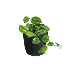Scindapsus Pictus ‘Argyraeus’ in 14cm b.for rock living black