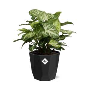 Syngonium Arrow in 14cm b.for rock living black