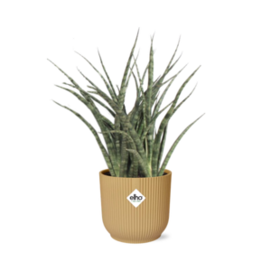 Sansevieria Fernwood Punk in ELHO Vibes Fold 14cm geel