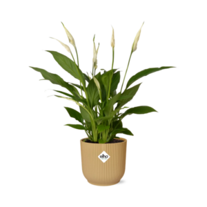 Spathiphyllum 12 Cm Torelli in ELHO Vibes Fold 14cm geel