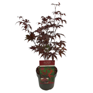 Acer palm. 'Bloodgood' - Ø19cm - ↕40cm